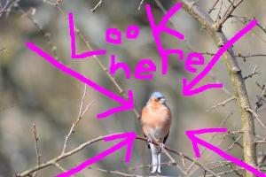 Chaffinch with best lines