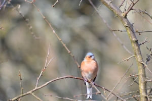 Chaffinch without lines