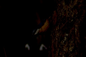 Nuthatch. Levelly lighted.