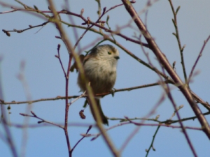 Long-tailed tit, You're tail is long But only compared to your body-length, so don't get cocky.