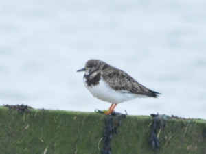The turnstone turns a stone or two Unlike his friend the curlew Who only knows how to do A curling when he is at loo.