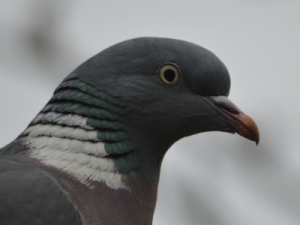 Woodpigeon. Good pigeon. No evil in him. He's good At the end And at the begin ing.
