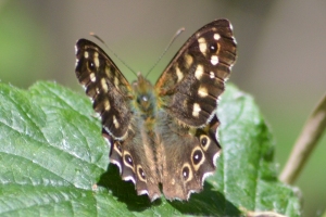 Hitler's Gusset Butterfly