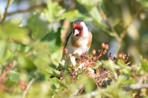 Goldfinch about to ram raid a Spar and nick all the fags and sell them down the pub. £1 a packet. To feed it's skag habit. I'm not judging or anything. But, goldfinch is an anagram of golf dinch. So we shouldn't be so surprised.