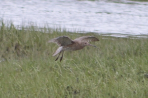 Is this the hudsonian whimbrel I've been hearing about? No; it's just a curlew.