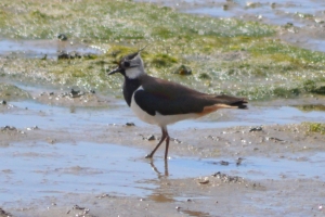 Lapwing. So called because his wingspan is exactly the same length as a lap of Silverstone.
