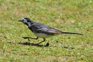 Pied wagtail sans pie as usual
