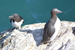 Razorbill and guillemot being similar enough to not really need different names
