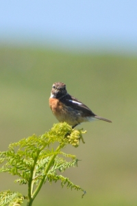 Stonechat chatting up stones as usual