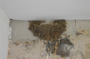 Swallow nest above toilet because swallows are filthy