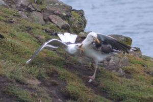 Two black-backed gulls fighting over the carcass of a manx shearwater as a piece of performance art about the place of Greece in Europe