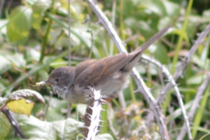Whitethroat there.