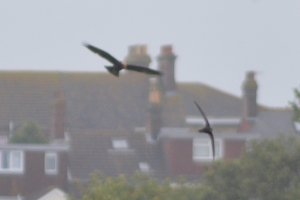 Marsh harrier and swift unaware of each other probably or having a fight maybe. I don't know. I never claimed to be your god, you just made me one.