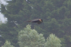 Marsh harrier. Again. Might be a different one. Might not.