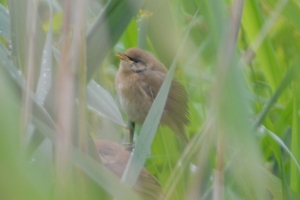 My best guess is reed warbler. Could just as easily be any other brown bird. Let's pretend it is a horsefinch just for some excitement. Ooh look at this horse finch. No. Didn't work. Still bored.