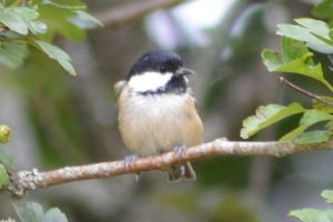Coal tit; does not burn as well as its name suggest