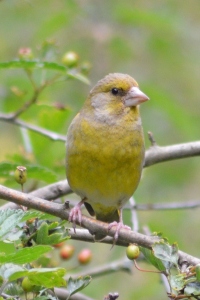 Greenfinch tailor weaving tiny trousers for a ghost
