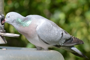 The smuggest stock dove I have ever encountered